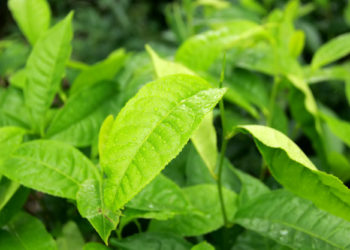 Extraction of polyphenols from green tea leaves 