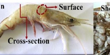 Anti-ageing sunscreens developed from prawn shells