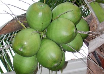 Using membrane technology to enhance shelf-life of tender coconut water 