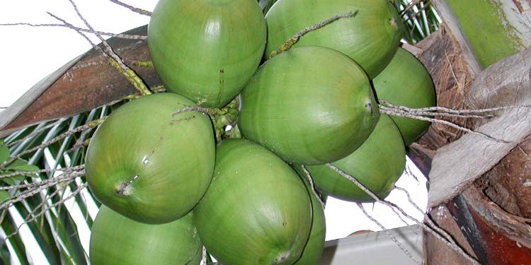 Using membrane technology to enhance shelf-life of tender coconut water 