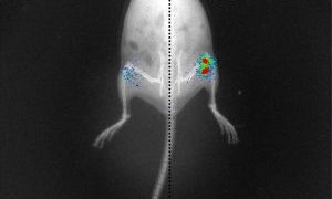 Step towards better treatment of osteoarthritis