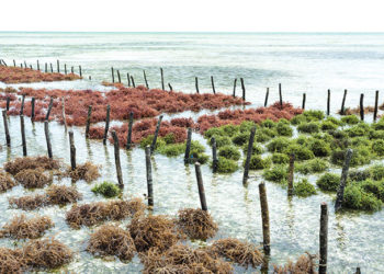 Seaweed farming – a lucrative business opportunity 