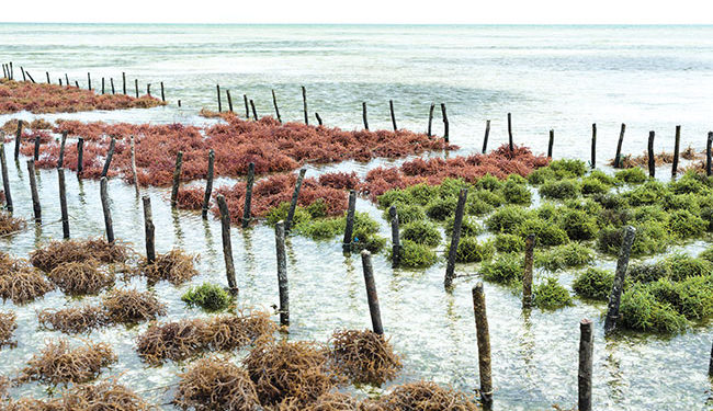 Seaweed farming – a lucrative business opportunity 