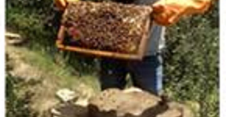 This technology increases income from bee keeping