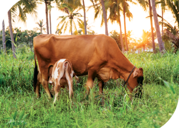 Technology for production of micro nutrient enriched cattle licks 