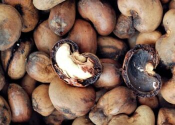 Technology for Cashew nut shell liquid and derivatives by NIIST