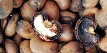 Technology for Cashew nut shell liquid and derivatives by NIIST