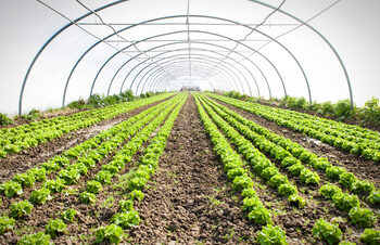 Bio-degradable Lignocellulosic Fibre-based Mulching Mats and Sheets for Modern Farming