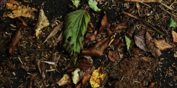 A Rapid Composting Technology for decomposition of dry leaves, kitchen waste and temple waste