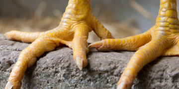 Chicken feet and leather products