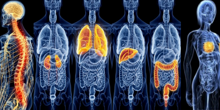 Quick Scan Whole Body Monitor