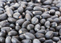 Technology for the production of biodiesel from Jatropha seed